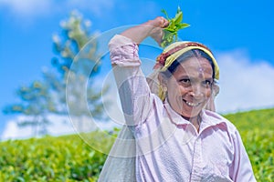 Tamil woman who works at Dambetenna estate breaks tea leaves